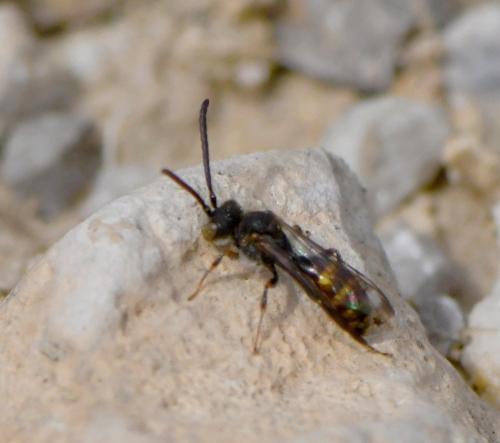 Nomada sp.